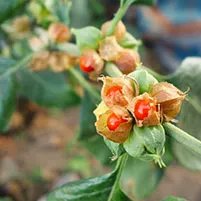 NeuroTest Ashwagandha ingredient