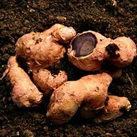 NeuroTest Krachaidum Black Ginger ingredient