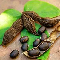NeuroTest Mucuna Pruriens ingredient
